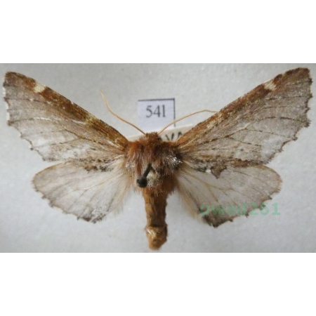 Odontosia carmelita (Esper, 1799) Węgielka karmelitanka Czech54l